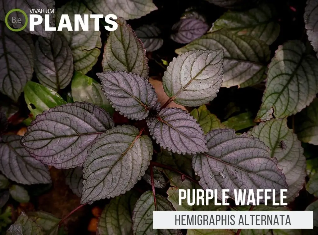 Hemigraphis alternata "Purple Waffle" Care Guide | Tropical Plants