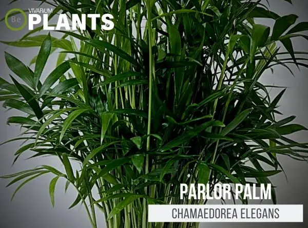 Chamaedorea elegans "Parlor Palm" Care Guide | Tropical Terrarium Plants