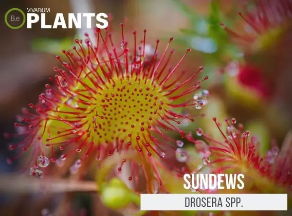 Drosera spp. "Sundews" Care Guide | Terrarium Plants