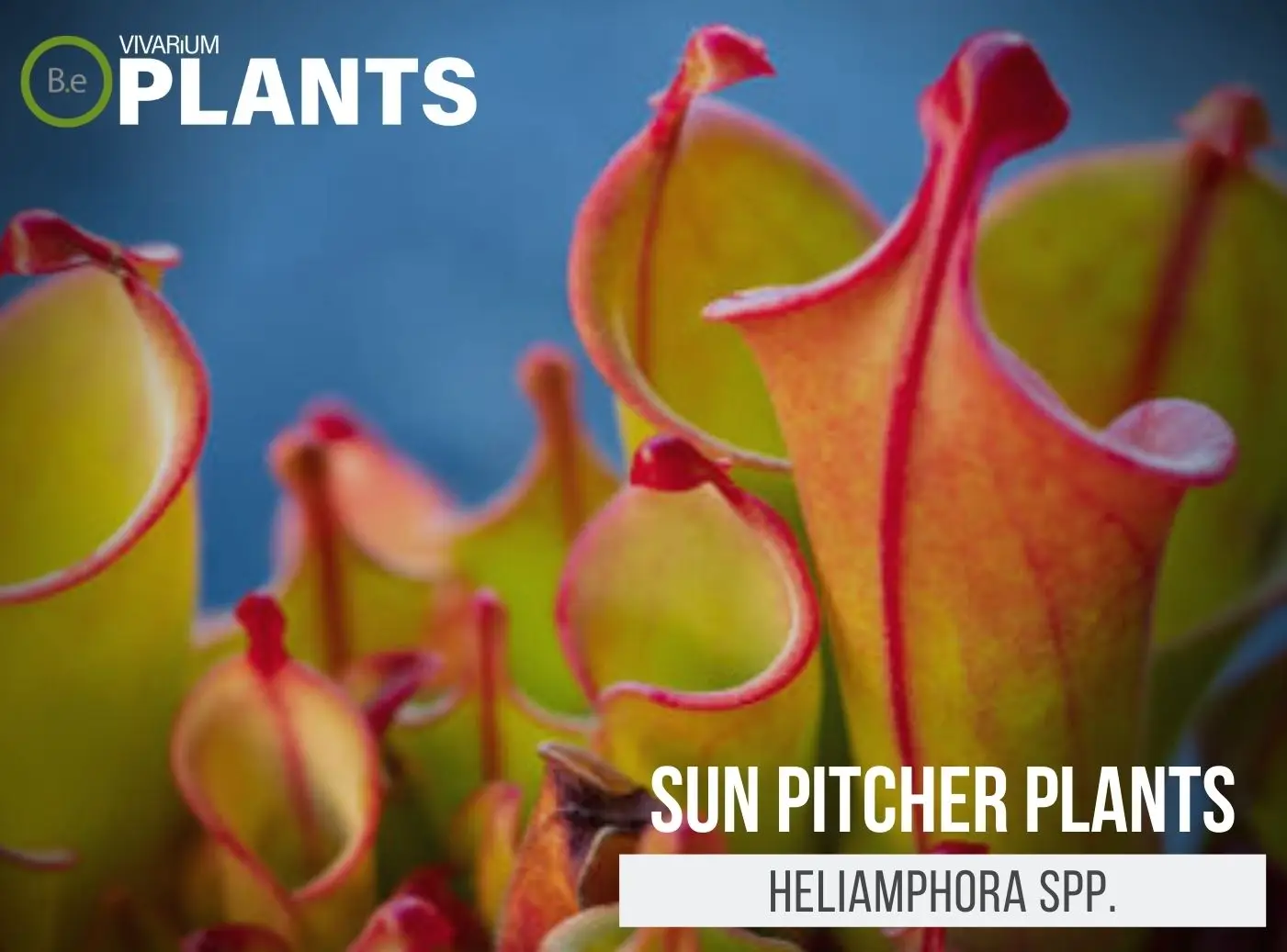Heliamphora Spp. "Sun Pitcher Plants" Care Guide | Terrarium Plants