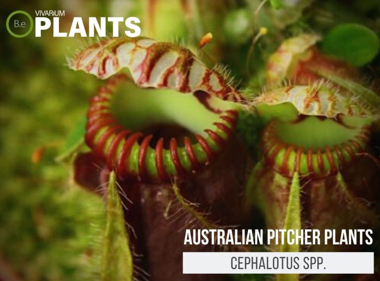 Cephalotus Spp. "Australian Pitcher Plants" Care Guide Terrarium Plants