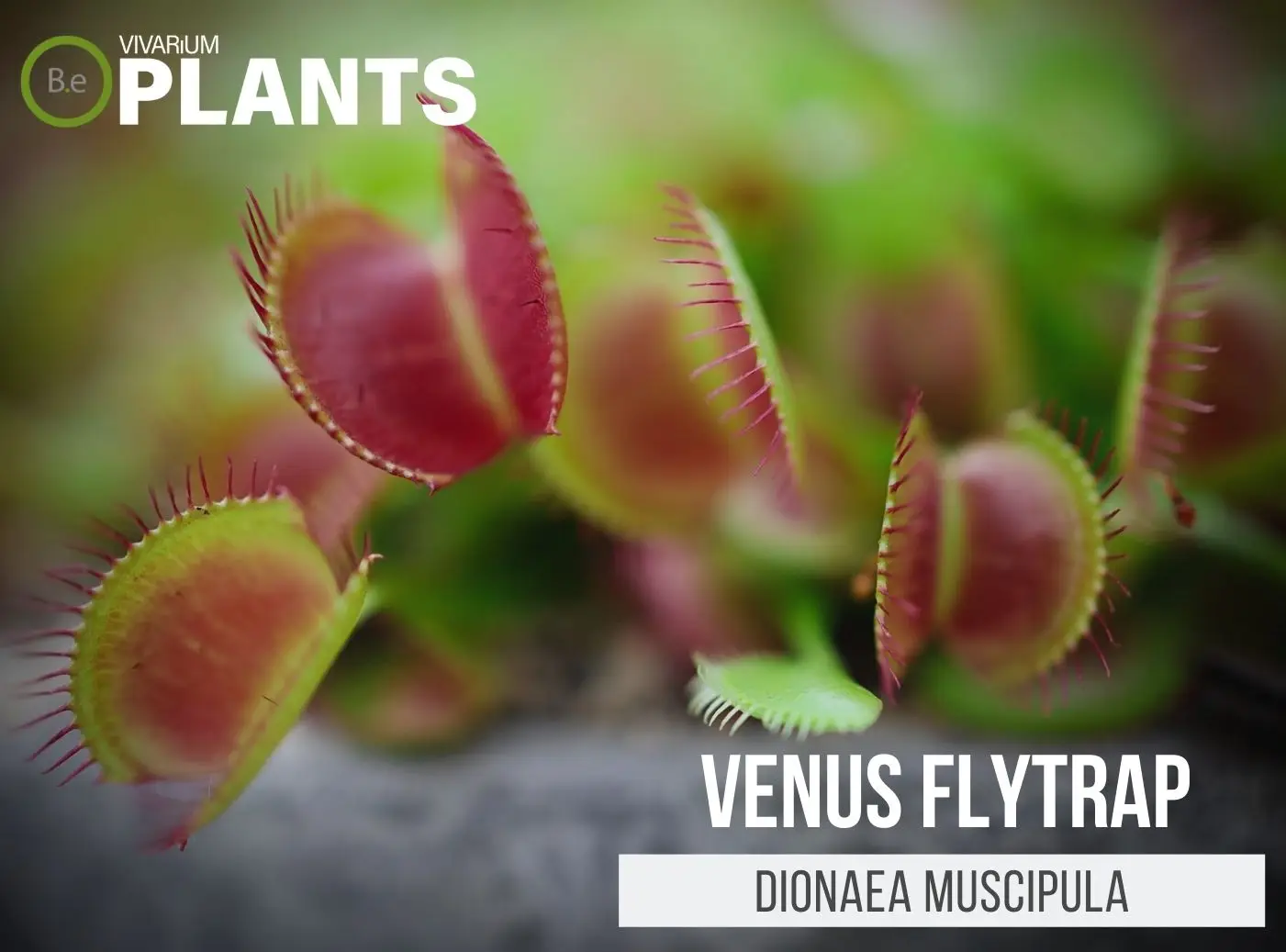 Dionaea muscipula "Venus Flytrap" Care Guide | Terrarium Plants