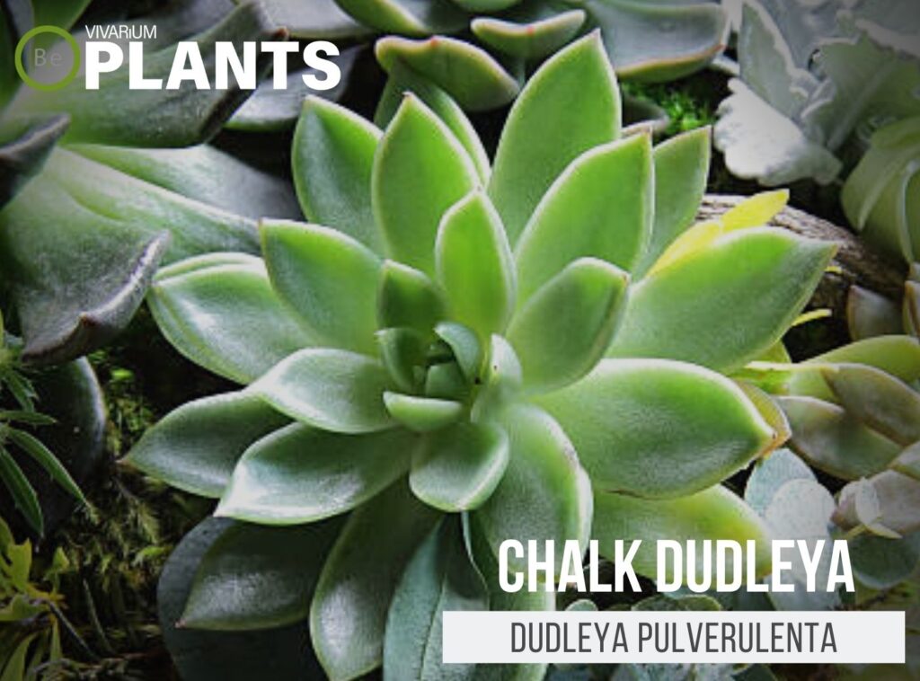 Dudleya Pulverulenta Chalk Dudleya Succulent Care Guide 