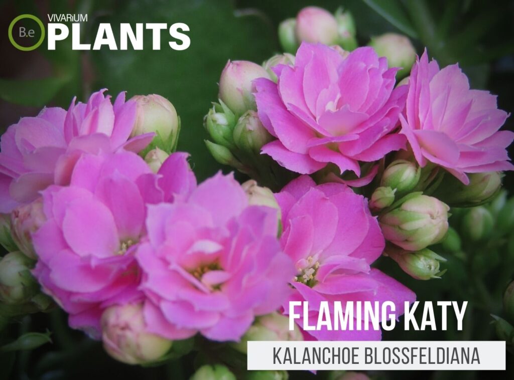 Kalanchoe Blossfeldiana "Flaming Katy" Succulent Care Guide