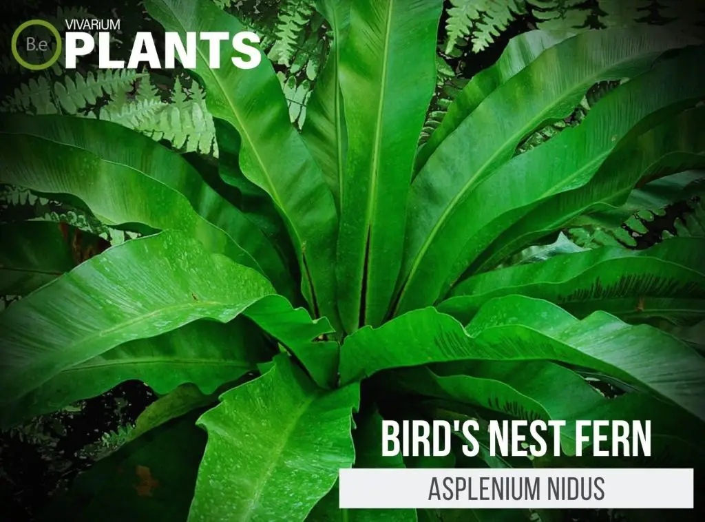 Asplenium Nidus "Bird's Nest Fern" Care Guide | Vivarium Plants