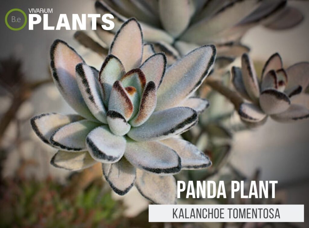 Kalanchoe Tomentosa 