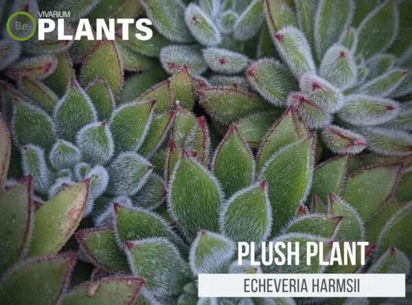 Echeveria harmsii "Plush Plant" Care Guide | Terrarium Succulents