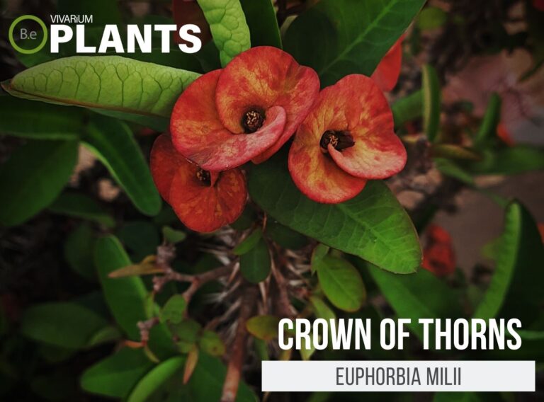 euphorbia-milii-crown-of-thorns-care-guide-terrarium