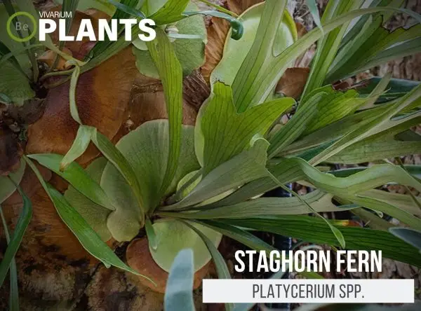 Platycerium spp. "Staghorn Ferns" Care Guide | Vivarium Plants