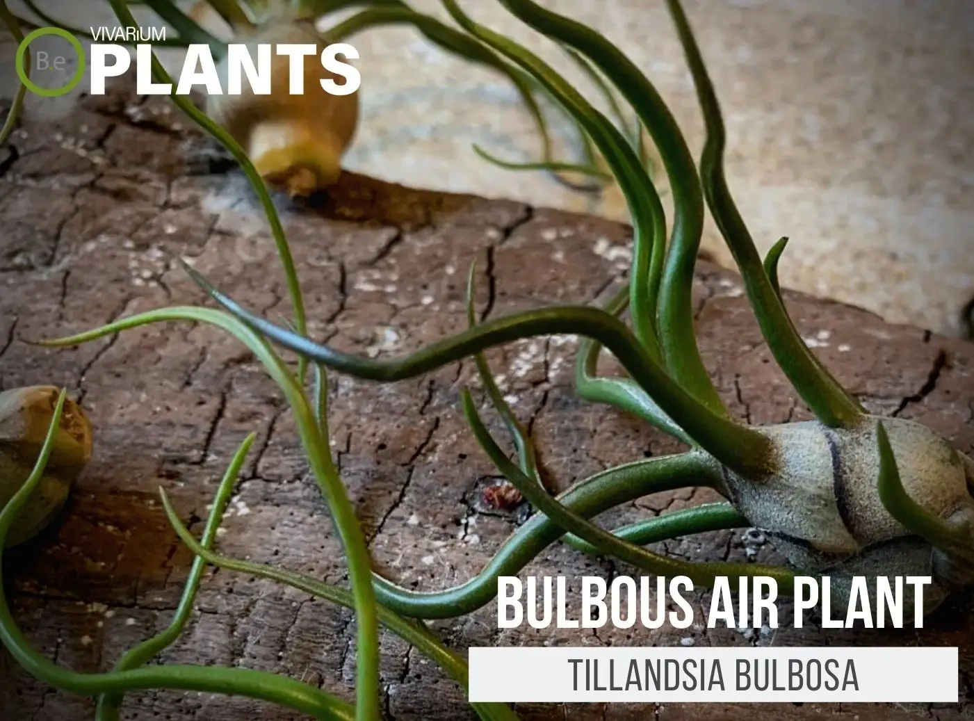 Tillandsia bulbosa "Bulbous Air Plant" Care Guide