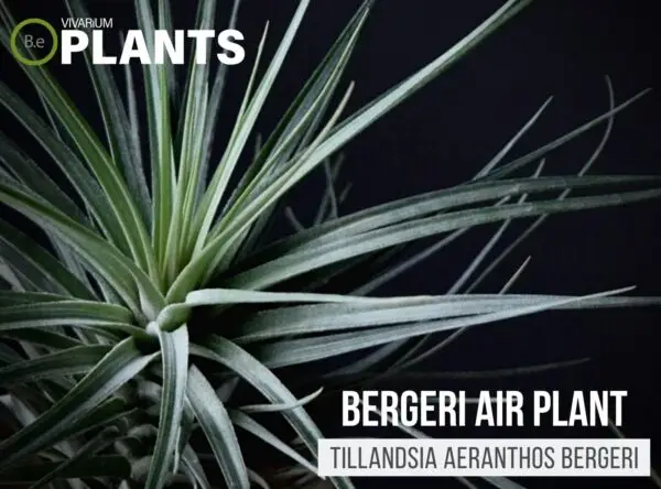 Tillandsia aeranthos Bergeri | Air Plant Care Guide