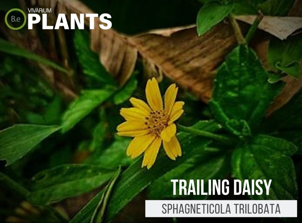 Sphagneticola Trilobata "Trailing Daisy" Care Guide | Vivarium Plants