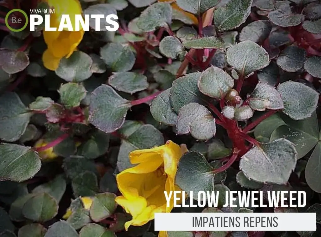 Impatiens Repens "Yellow Jewelweed" Care Guide | Vivarium Plants