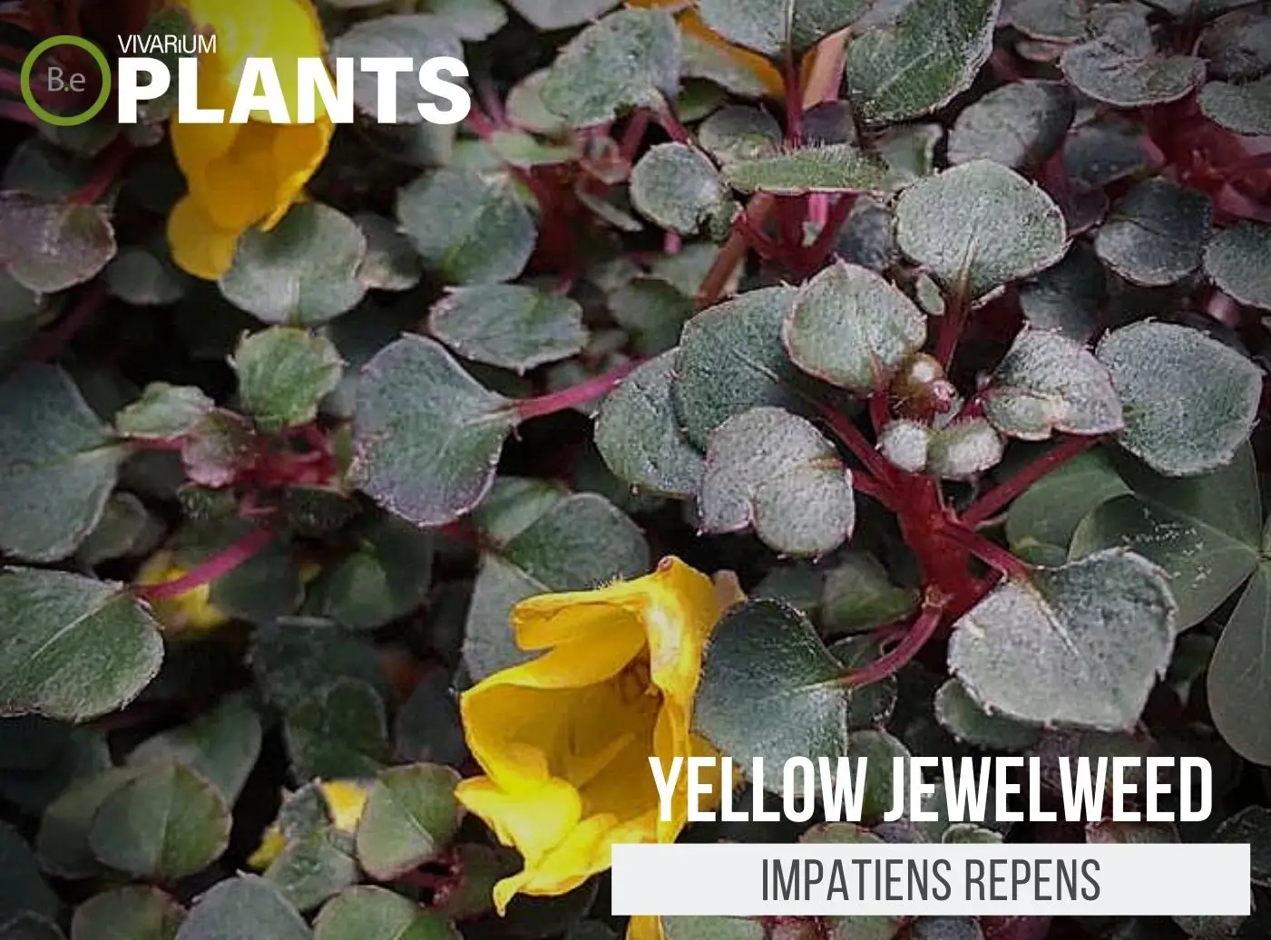 Impatiens Repens "Yellow Jewelweed" Care Guide | Vivarium Plants