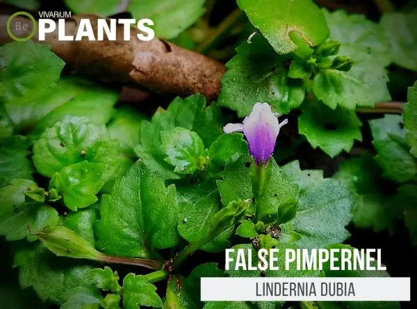 Lindernia dubia "False Pimpernel" Care Guide | Vivarium Plants