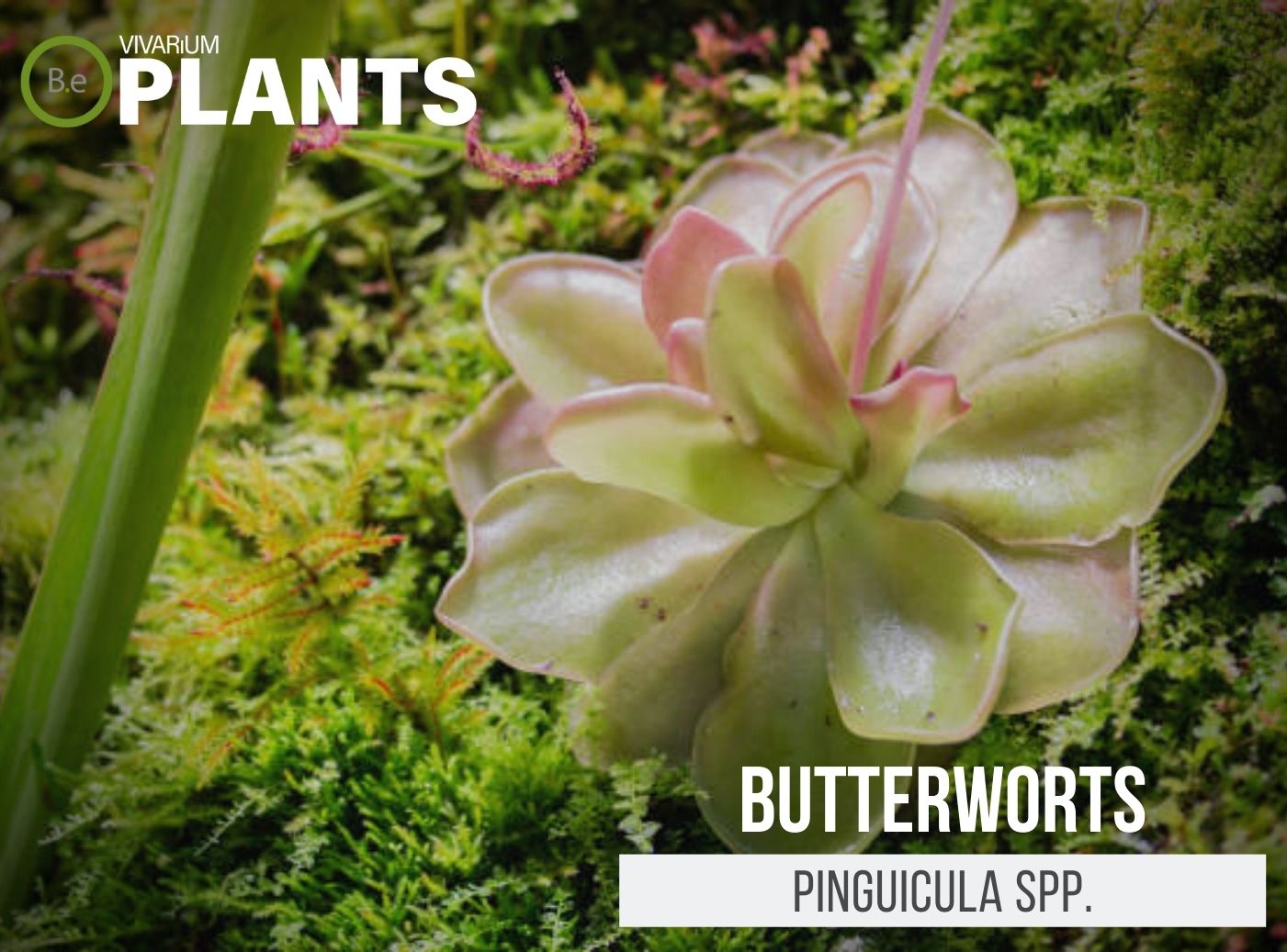 Pinguicula Spp. "Butterworts" Care Guide Terrarium Plants