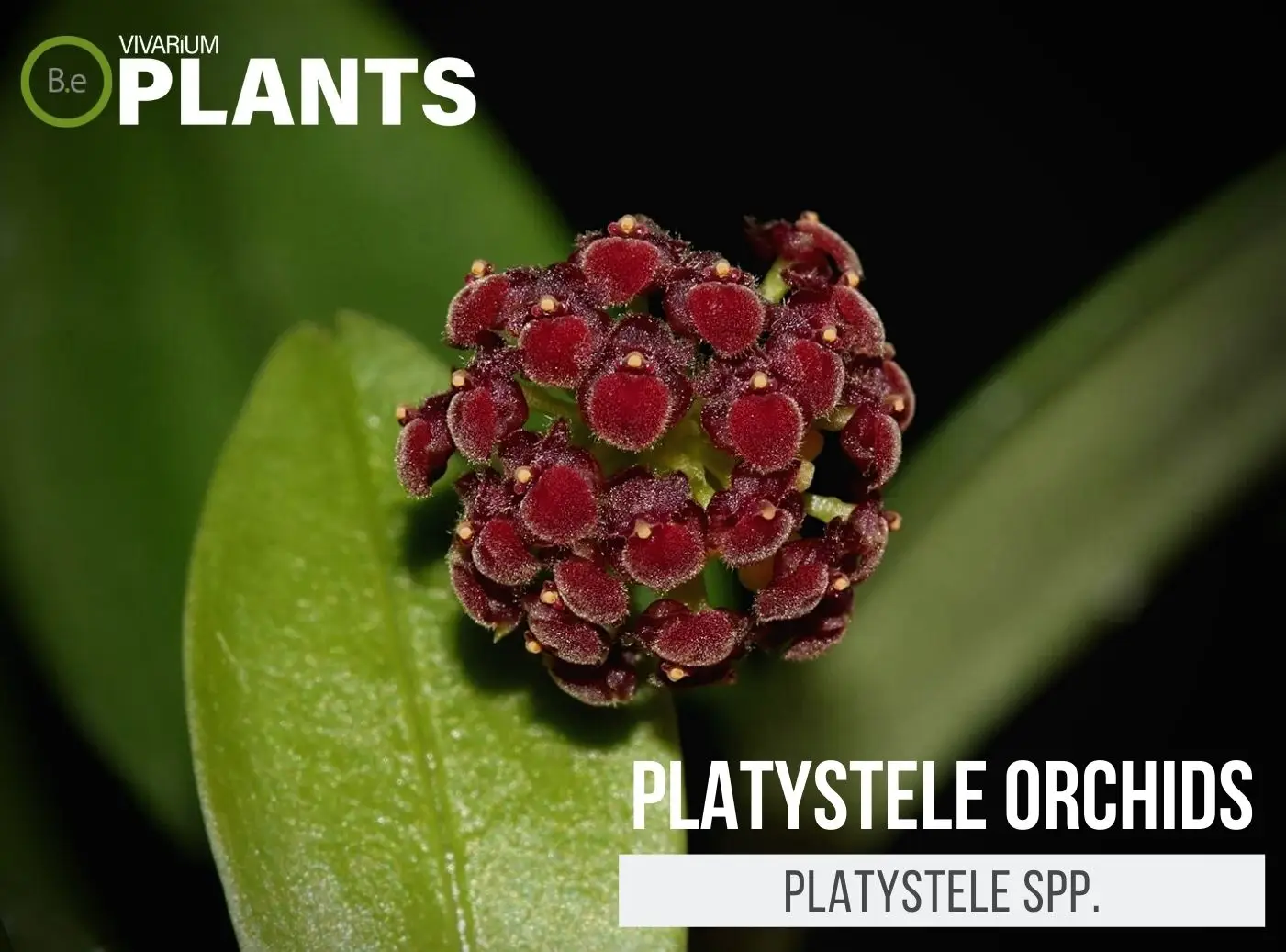 Platystele Spp. "Platystele Orchids" Plant Care Guide