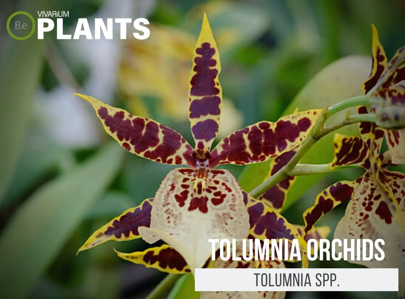 Tolumnia Spp. "Tolumnia Orchids" Plant Care Guide