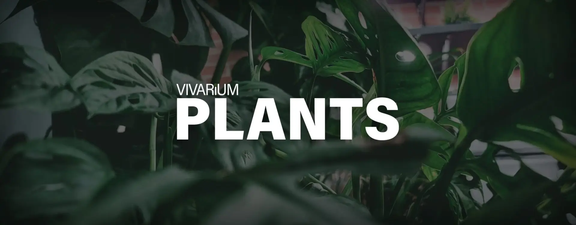 Vivarium Plants
