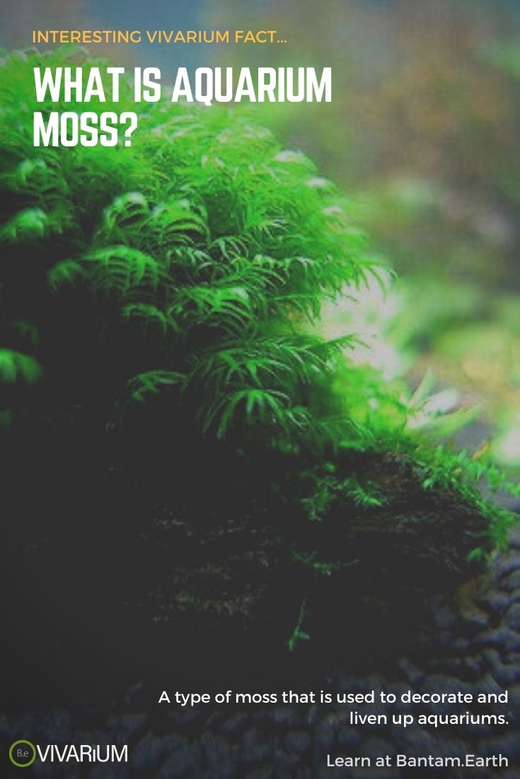 8+ GoTo Aquarium Moss Types Care, Placement & Pictures