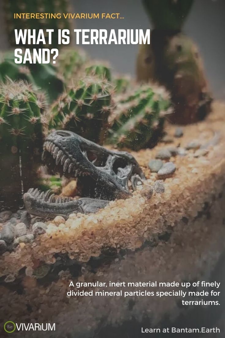 Terrarium Sand The Most Definitive Guide Bantam.Earth