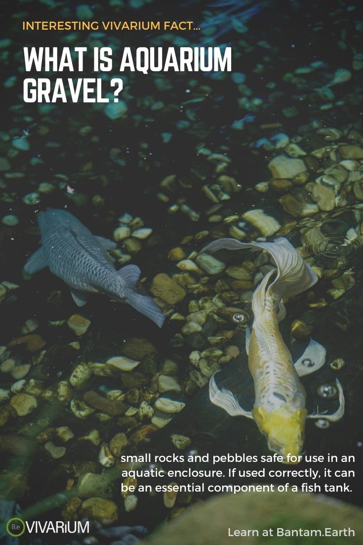 Aquarium Gravel The Most Definitive Guide Bantam.Earth