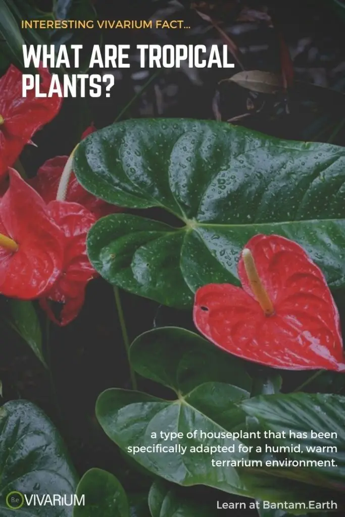 The Best types of Tropical Terrarium Plants
