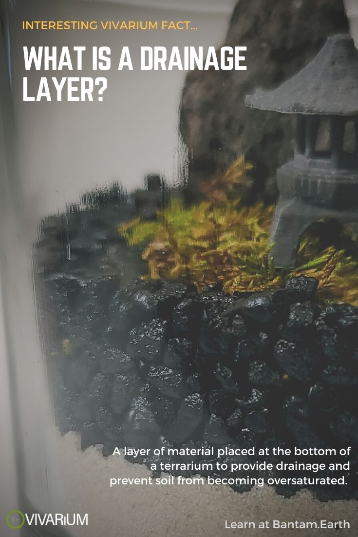 The Ultimate Bioactive Terrarium Drainage Layer Guide