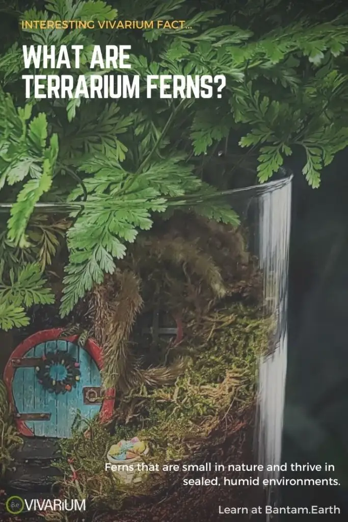 What are the best terrarium ferns?