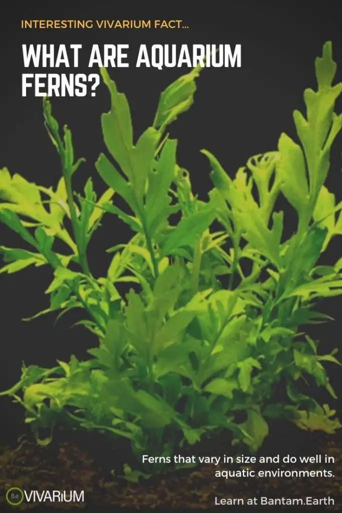 What are the best aquarium ferns?