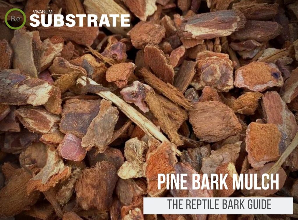 A Complete Guide On Pine Bark Mulch For Terrarium Use