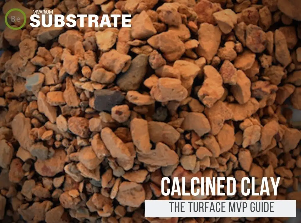 A Complete Guide To Turface Soil "Calcined Clay" For Terrariums