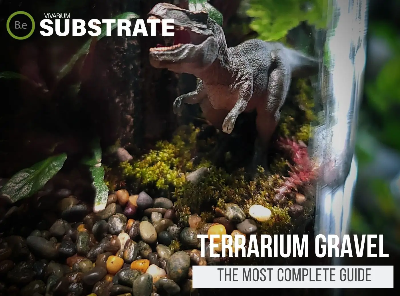 Terrarium Gravel: The Most Definitive Guide | Bantam.Earth