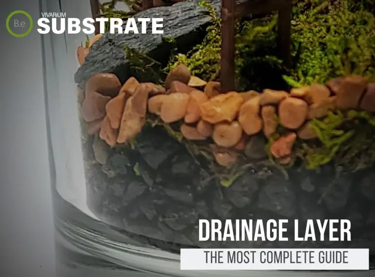 The Ultimate Bioactive Terrarium Drainage Layer Guide