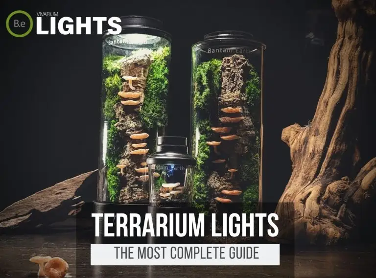 Terrarium Lighting: The Most Complete Guide