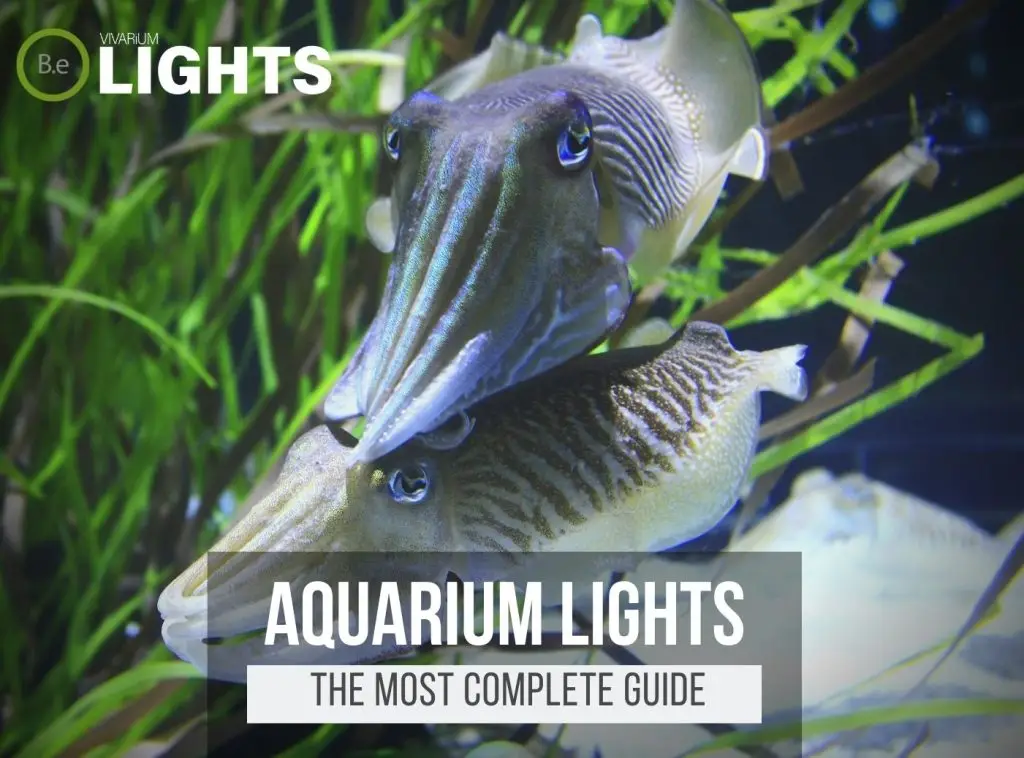 Aquarium Lighting: The Most Complete Guide