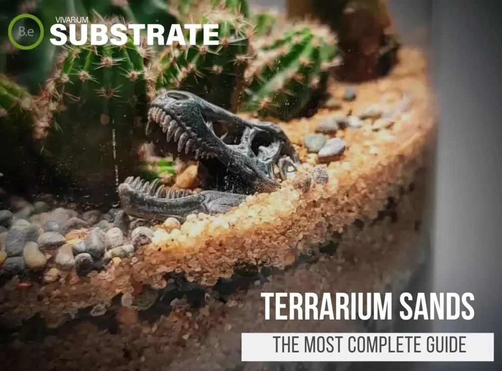 Terrarium Sand: The Most Definitive Guide | Bantam.Earth