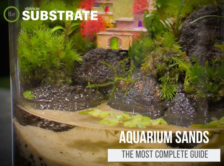 Aquarium Sand The Most Definitive Guide Bantam.Earth