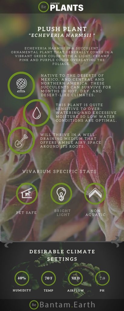 Echeveria harmsii "Plush Plant" Care Guide | Terrarium Succulents