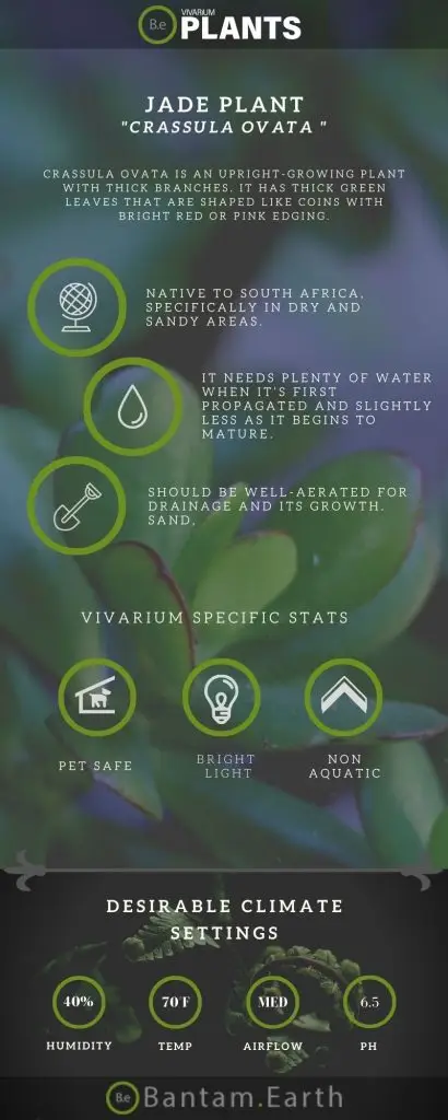 Crassula ovata "Jade Plant" Care Guide | Terrarium Succulents