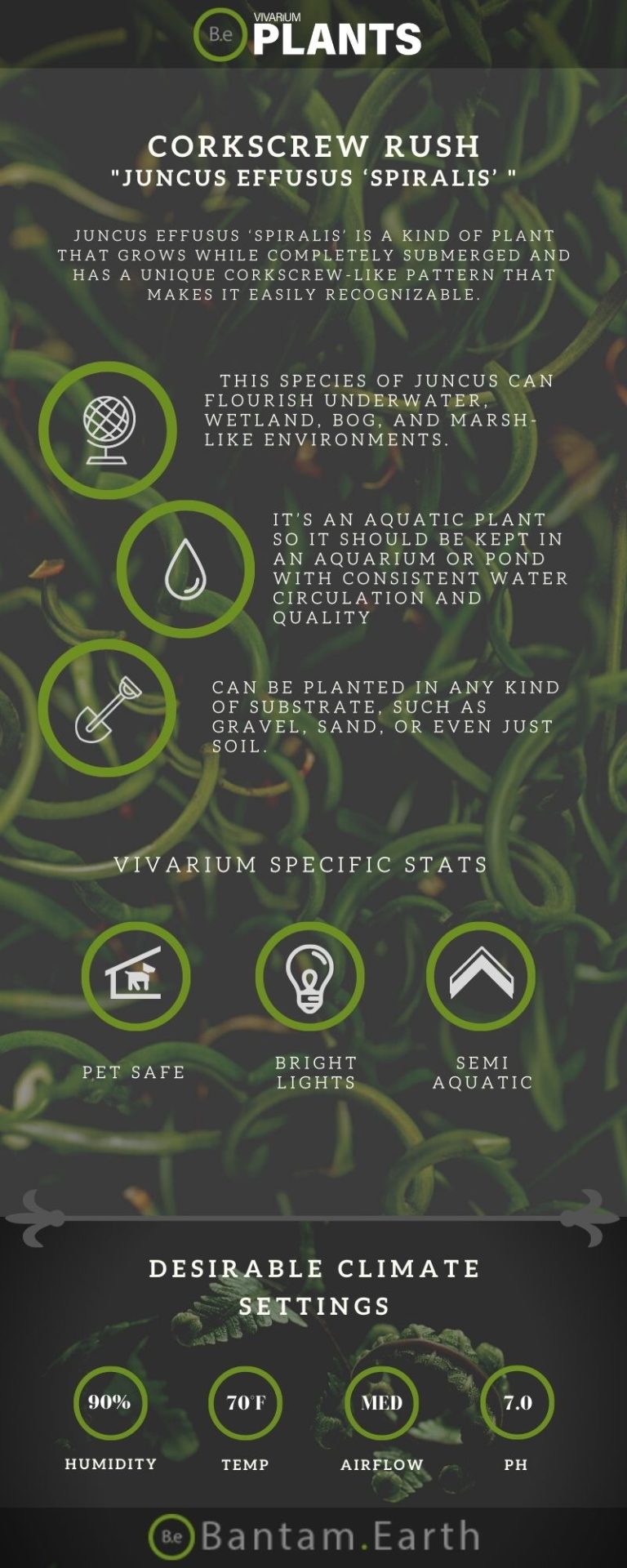 Juncus Effusus ‘Spiralis’ "Corkscrew Rush" Care Guide