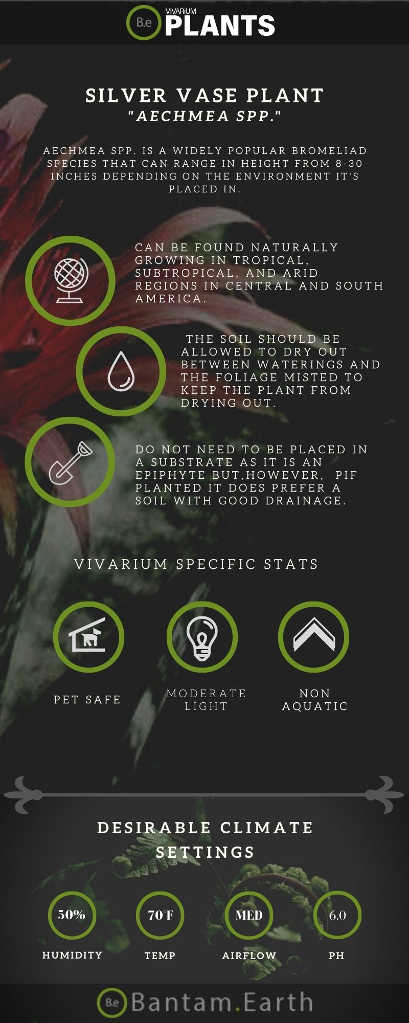 Aechmea Spp. "Silver Vase Plant" Plant Ultimate Care Guide