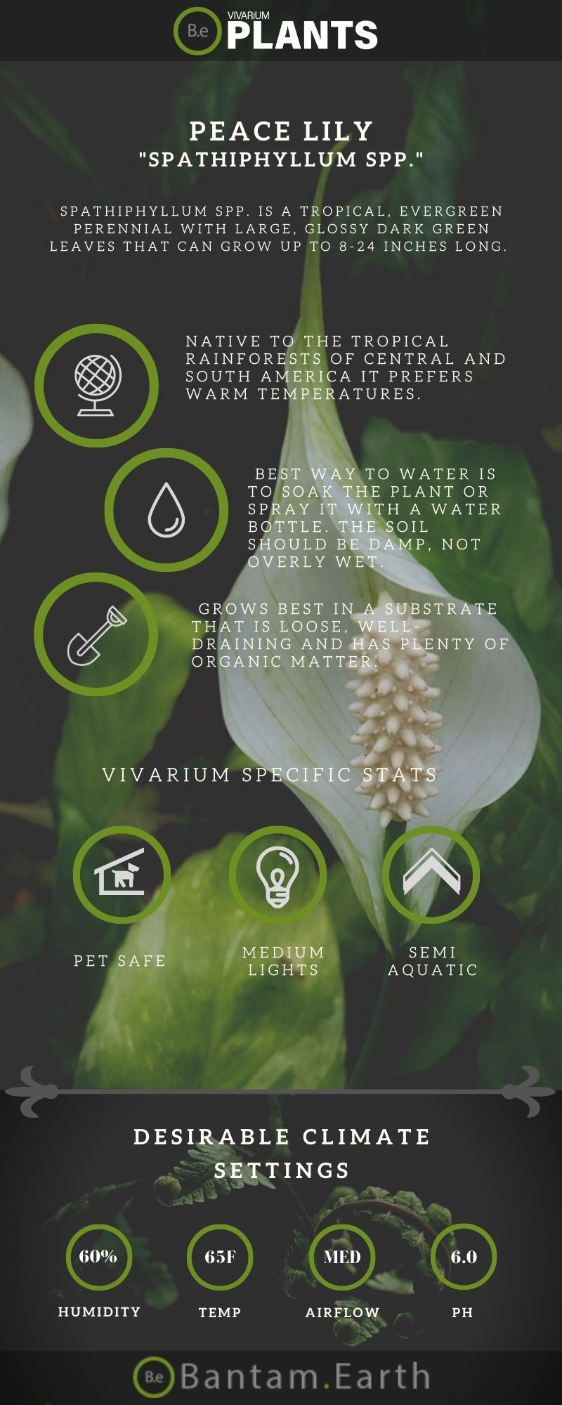 Spathiphyllum "Peace Lily" Care Guide Tropical Terrarium Plants