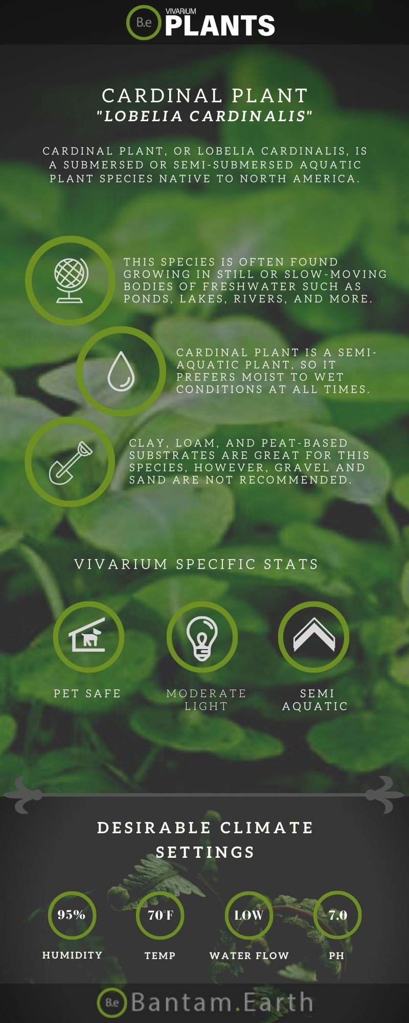 Lobelia Cardinalis "Aquatic Cardinal Plant" Care Guide