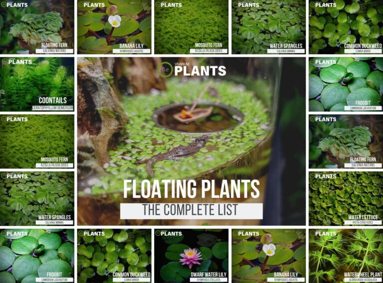 The Top 10 Floating Aquarium Plants Placement & Pictures!