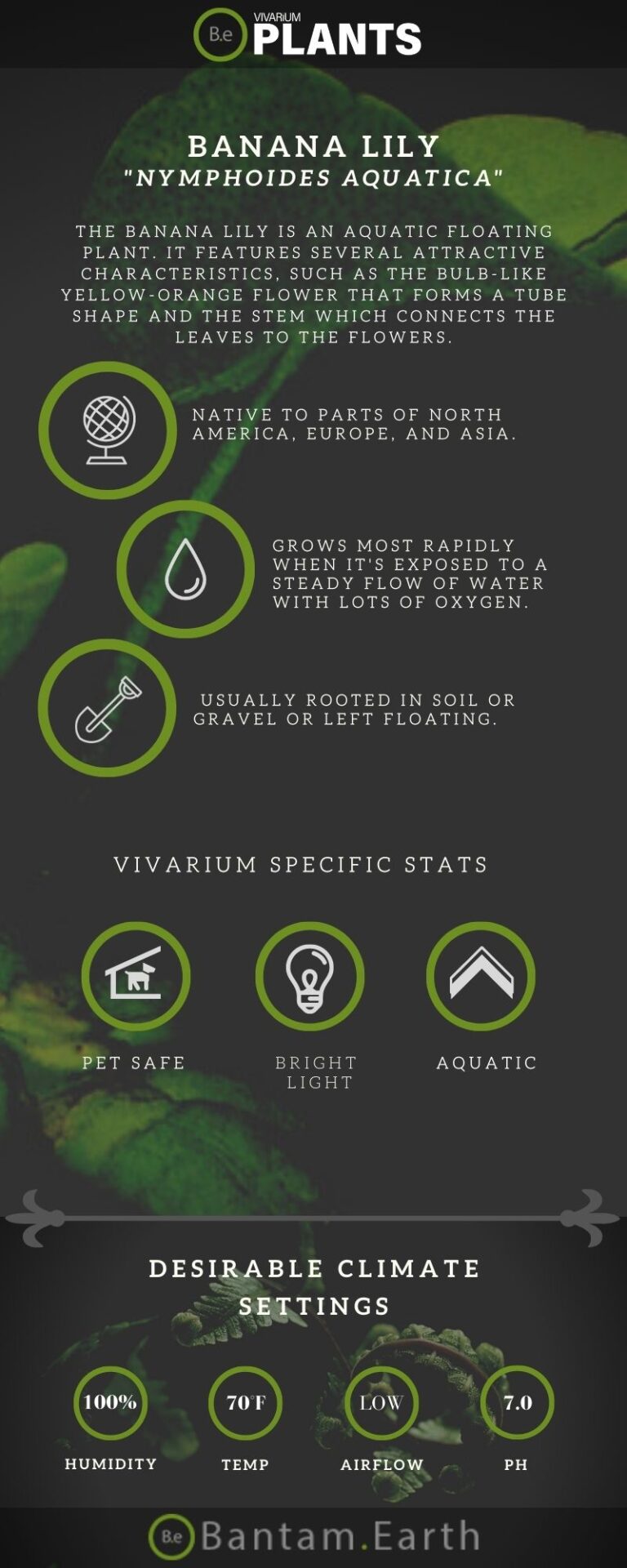 Nymphoides Aquatica "Banana Lily" Plant Care Guide