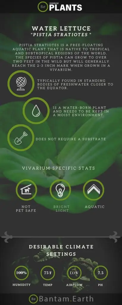 Pistia stratiotes "Water Lettuce" Plant Care Guide