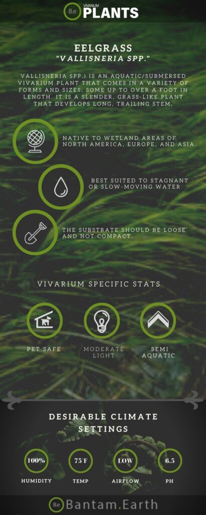 Vallisneria spp. "Eelgrass" Plant Care Guide