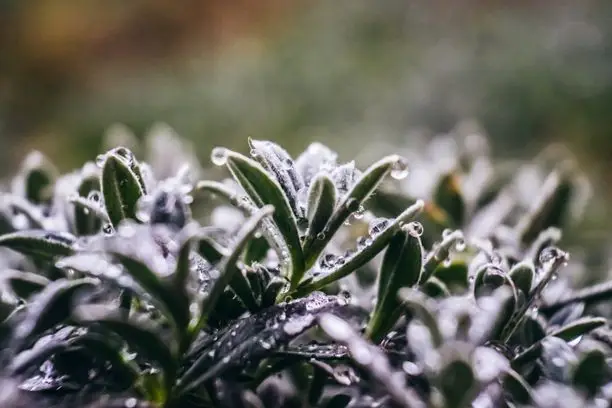 Caring For Low-Light Terrarium Plants