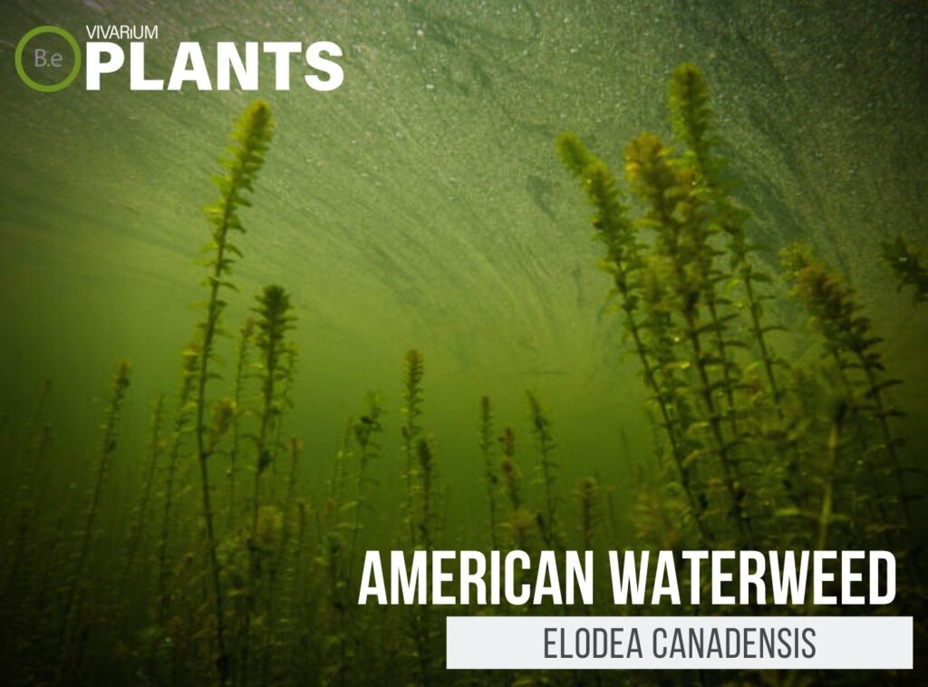 Unveiling 10 Of The Best Aquatic Plants For Aquariums